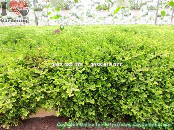 Cây rêu Đà Lạt cao - sắc xanh mướt tươi mát