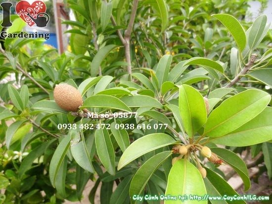 cây sabôchê có trái cao 1,2m – cây hồng xiêm sai quả tại ILG