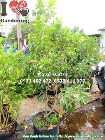 chăm sóc cây sabôchê có trái cao 1,2m – tưới nước phân bón
