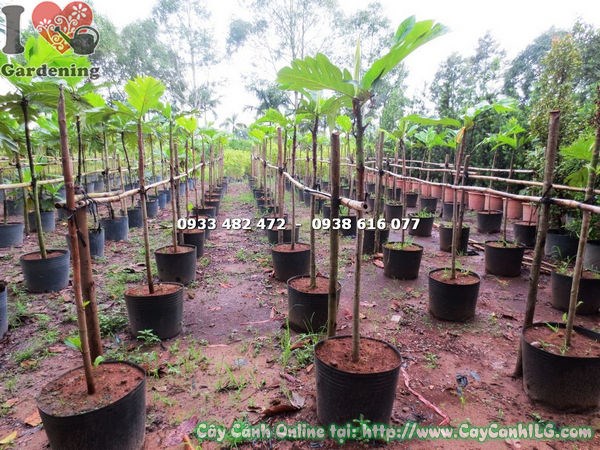 Cây sa kê cao 1m2 thân thẳng tán đẹp
