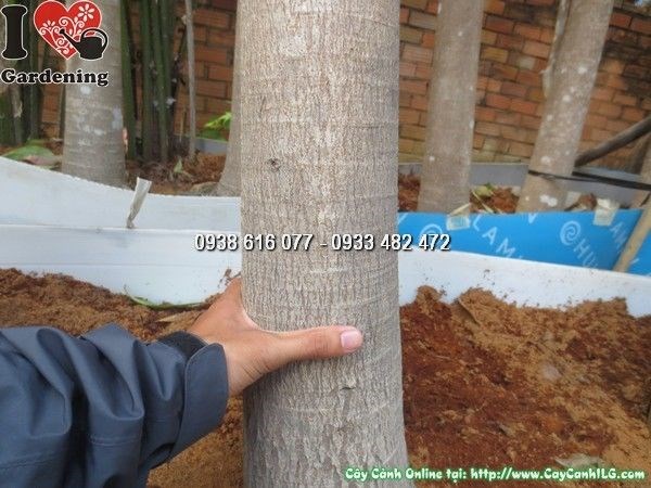 Cây Sala cao 5m trồng cảnh quan – ý nghĩa phong thủy Phật giáo