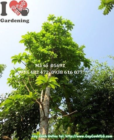 Cây Sala cao 5m tại vườn ILG – tán xanh rộng đẹp