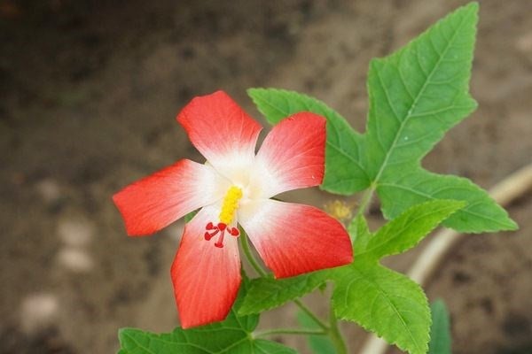 Cây sâm bố chính – đặc điểm lá và cây giống
