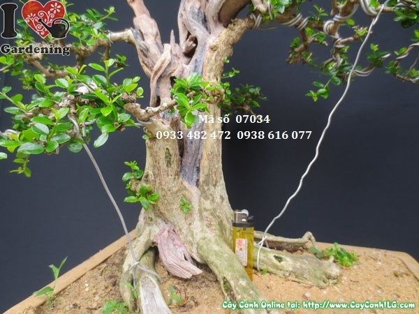 Cây sam bonsai Nhật Bản già đẹp Ms 07034 góc nhìn 4