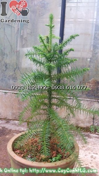 Cây sa mu cao 80-100cm thân gỗ chắc chắn tầng cành xanh mướt
