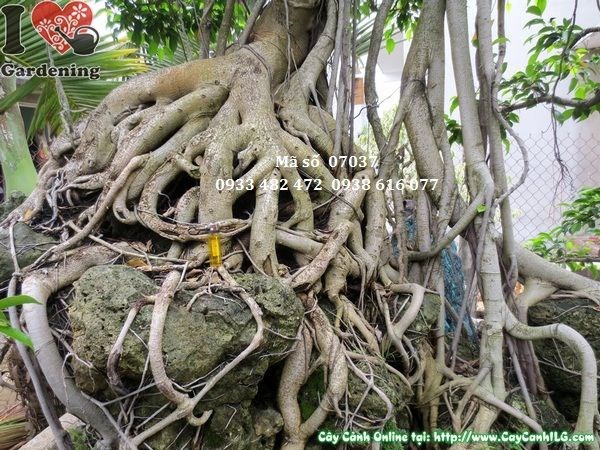 Cây sanh bonsai bám đá cổ thụ 230cm - chi tiết thân và tán cây