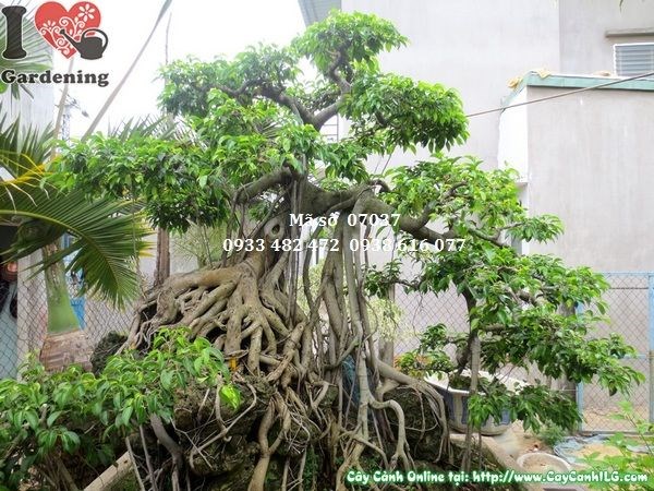 Cây sanh bonsai bám đá cổ thụ 230cm - bộ rễ và đá tự nhiên cận cảnh