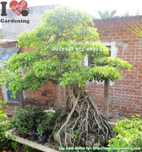 Cây sanh bonsai cổ thụ dáng đẹp