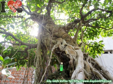 Cây sanh bonsai tán rộng đẹp