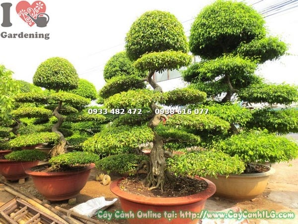 Cây sanh bonsai kiểng cỡ trung cao 2m rễ cổ kính nghệ thuật bonsai