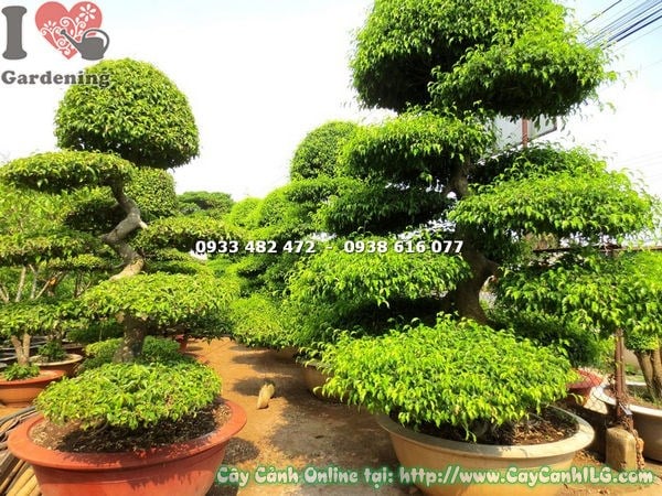 Cây sanh bonsai kiểng cỡ trung cao 2m thân u bướu trang trí cảnh quan