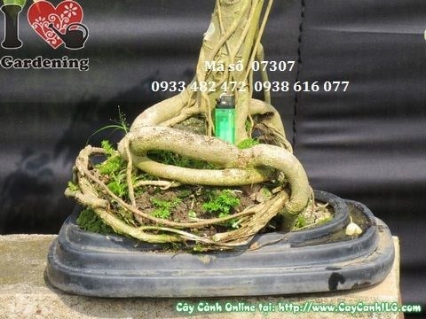 Chi tiết tán lá và gốc cây Sanh Cẩm Thạch Bonsai 60cm