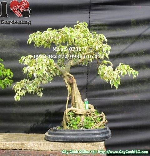 Cây Sanh Cẩm Thạch Bonsai 60cm – mặt sau, tán lá và cành