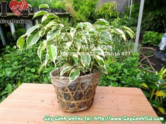 Cây Sanh Cẩm Thạch cao 25cm – dáng bonsai mini