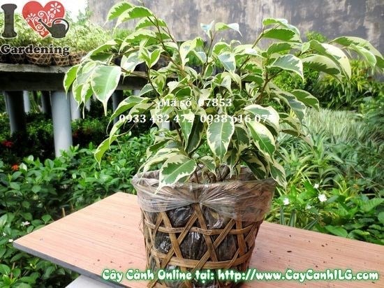 Hình ảnh cây sanh cẩm thạch Ms 04396 cao 25cm