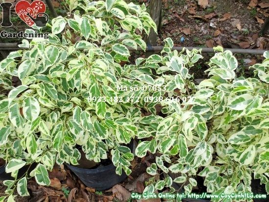 Cây sanh cẩm thạch 60cm trang trí không gian đẹp