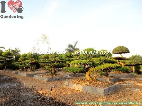 Cây sanh kiểng cổ cắt tầng Ms 21872 dáng đẹp nghệ thuật