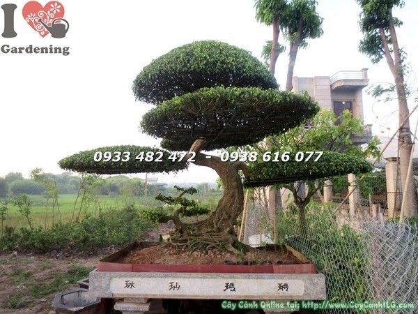 Cây sanh thế mẫu tử bộ rễ đẹp