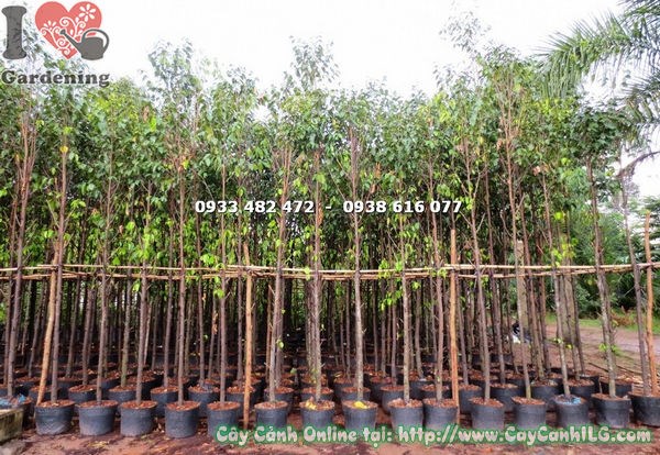 Cây sao đen cao 4m thân thẳng tán lá rậm hình chóp