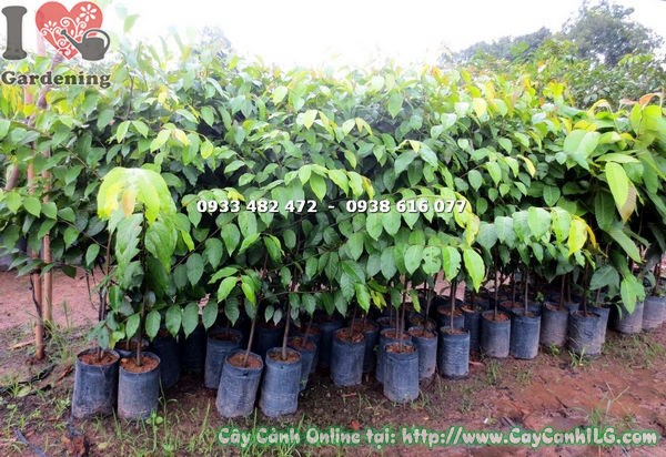 cây sao đen giống cao 1,4m Ms 17807 - thân thẳng tán đẹp