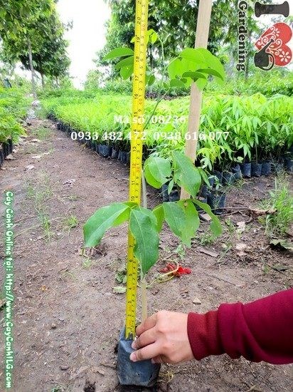 Cây sao đen giống 40cm – chi tiết tán lá và thân cây