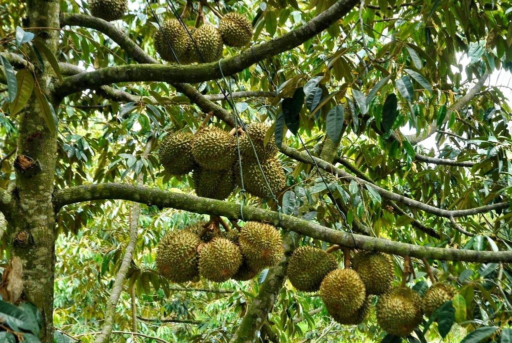 Đặc điểm cây sầu riêng Ri 6 giống