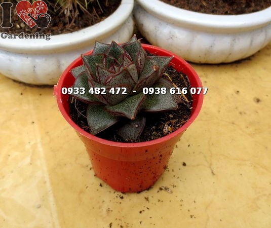 Cây sen đá bông hồng nhỏ – vẻ đẹp bông hồng thiên nhiên thu nhỏ