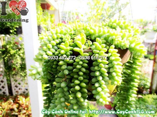 Cây sen đá chuỗi ngọc 10cm – kích thước giống lý tưởng để trồng hàng loạt