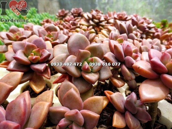 Sen đá ứng dụng trang trí cảnh quan không gian đẹp