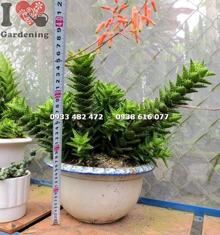 Cây sen đá hàm cá mập lớn có hoa - tổng quan loài