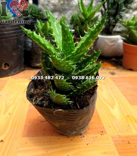 Cây sen đá hàm cá mập nhỏ – hình dáng độc lạ viền gai trắng