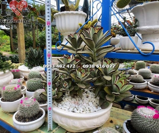Sen đá nhung viền đen size lớn nhất – lớp lông nhung trắng đặc sắc
