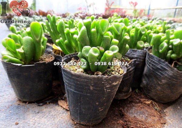 Cây sen đá ống điếu nhỏ Ms 14182 – dáng bụi độc đáo, lá hình ống điếu
