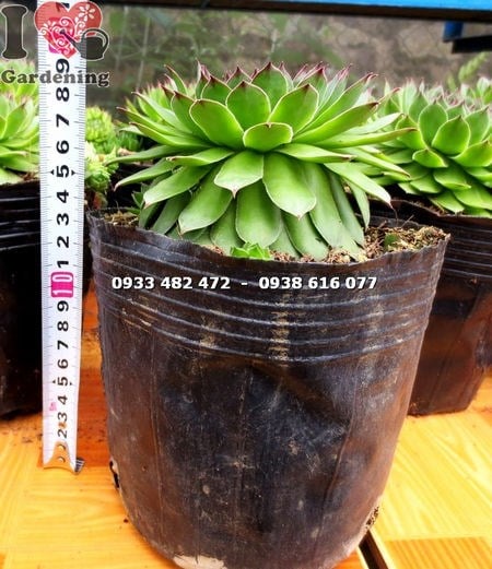 Sen đá Phật Bà dưới ánh sáng tự nhiên — màu sắc đẹp nhất