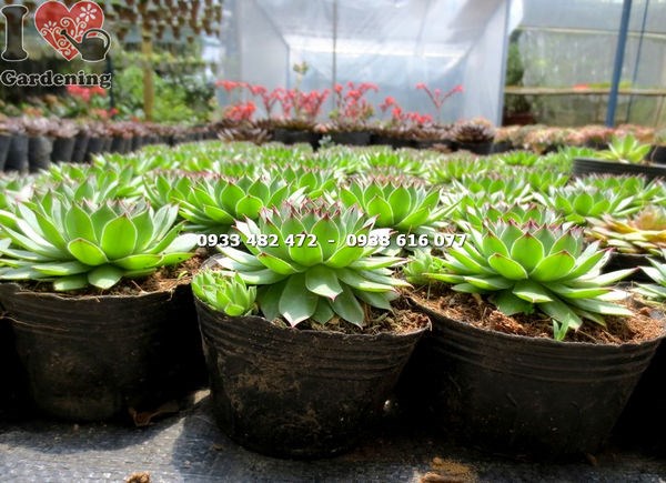 Nhân giống sen đá Phật Bà bằng phương pháp giâm lá và tách chồi