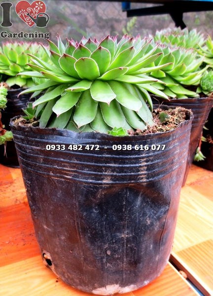 Cây sen đá Phật Bà – loài sen đá đẹp phổ biến tại Việt Nam