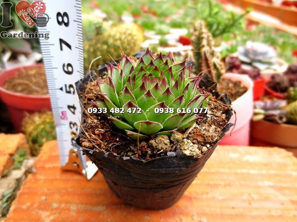 Cây sen đá phật bà nhỏ – kích thước miniature xinh xắn tại ILG