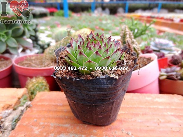 Chăm sóc cây sen đá phật bà nhỏ – đất tơi xốp, tưới ít, ánh sáng tán xạ