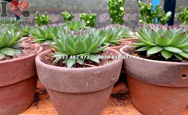 Cây sen đá Phật Bà Trung cao 7cm – tiểu cảnh độc đáo