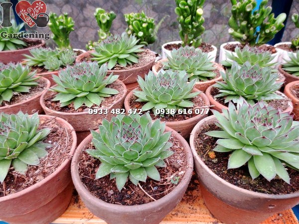 Cây sen đá Phật Bà Trung 7cm – lá dày xếp đều như đài sen
