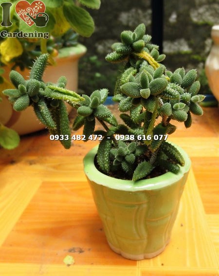 Cây sen đá trái tim mặt nạ nhỏ – Ms 13767 tại ILG