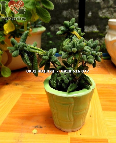 Cây sen đá trái tim mặt nạ nhỏ lá mọng nước đặc trưng