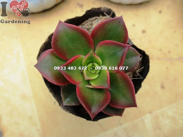 Chậu trồng cây sen nâu sen đá nâu