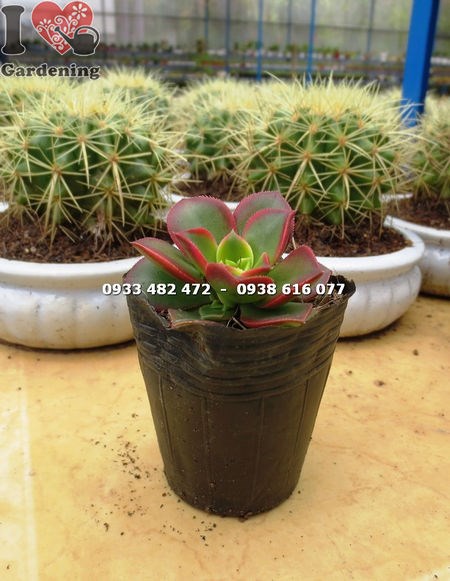 Chăm sóc và cắt tỉa cây sen nâu sen đá
