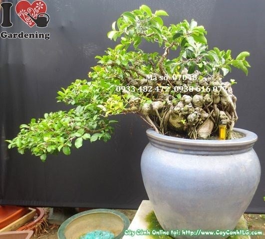Lá nhỏ cây si bonsai dáng bay Ms 07048