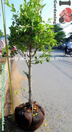 Cây si cắt tròn Ms 07854 – tán lá xanh bóng, dáng cầu cân đối tại vườn ILG