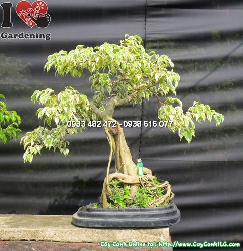 Cây Si Đốm Bonsai 60cm – mặt sau góc 4, thân hoành và rễ nổi bật
