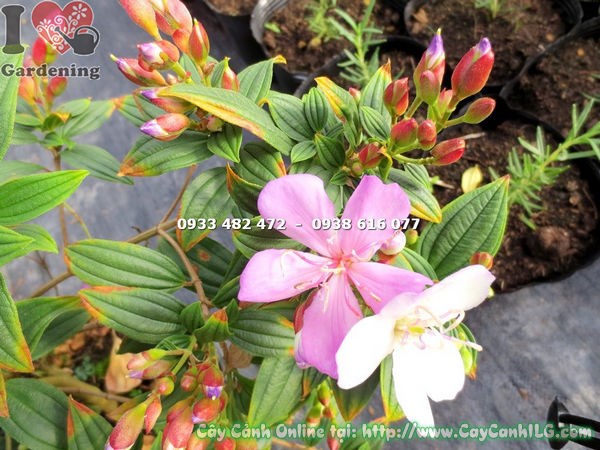 Cây Sim Thái giống mới hoa hồng cao 35cm, lá xanh bóng khỏe mạnh