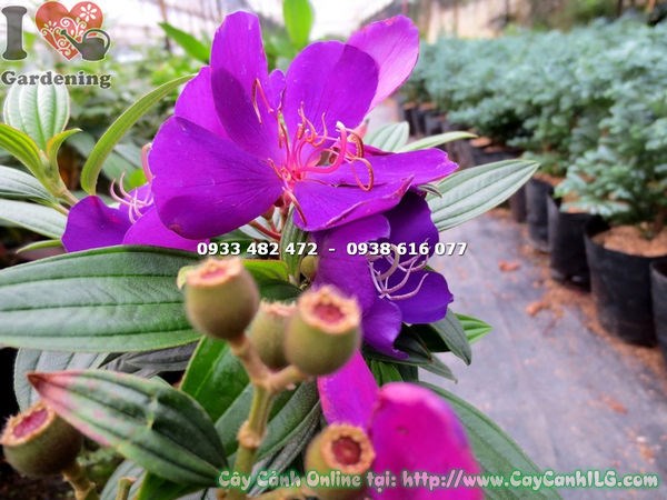Cây sim Thái hoa tím dưới nắng