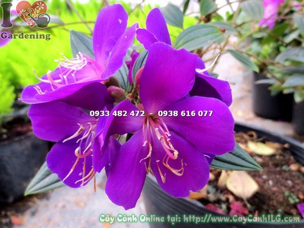 Sim thái hoa tím 35cm trồng hàng rào tiểu cảnh